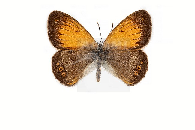  Tweekleurig hooibeestje; Pearly Heath; Coenonympha arcania stock-image by Agami/Wil Leurs,