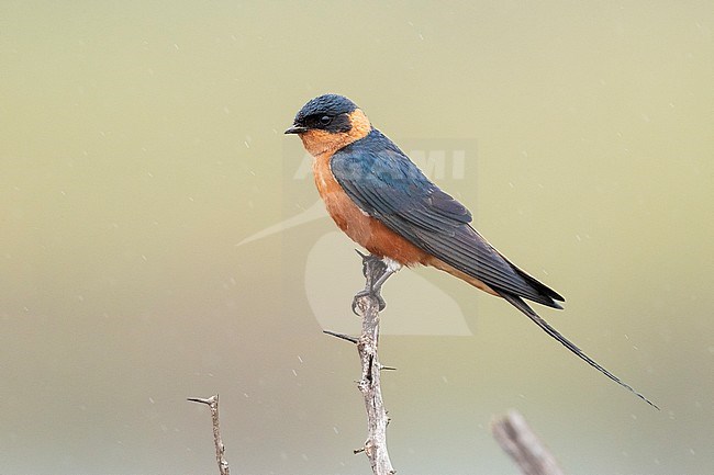 Red-breasted Swallow (Cecropis semirufa), side view of an adult perched on a branch, Mpumalanga, south Africa stock-image by Agami/Saverio Gatto,