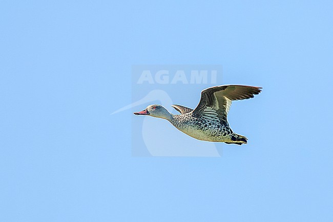 Cape Teal (Anas capensis) in flight. stock-image by Agami/David Monticelli,