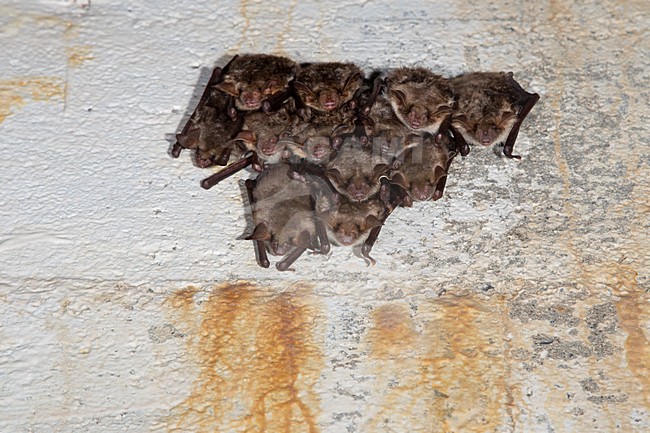 Vale vleermuizen in winterslaap, Greater Mouse Eared Bats in hibernation stock-image by Agami/Theo Douma,