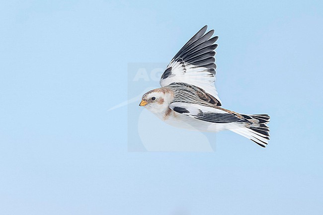 Snow Bunting (Plectrophenax nivalis) flying agains blue sky in its wintering habitat in Canada. stock-image by Agami/Marcel Burkhardt,