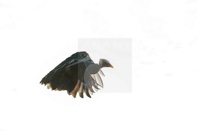 Micronesian Scrubfowl (Megapodius laperouse senex) on Palau Island (west Caroline Islands). A species that is rare, localised and in danger of getting extinct. stock-image by Agami/Pete Morris,