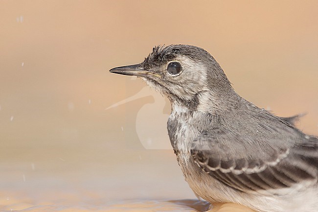 White Wagtail - Bachstelze - Motacilla alba ssp. alba, Croatia, juvenile stock-image by Agami/Ralph Martin,