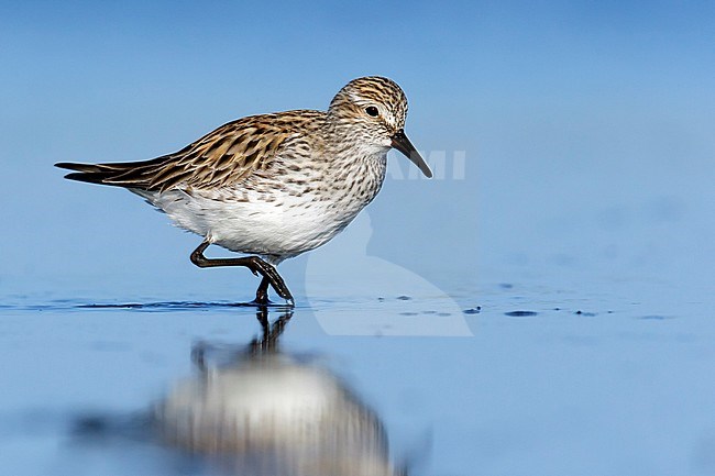 Adult breeding
Galveston Co., TX
May 2014 stock-image by Agami/Brian E Small,