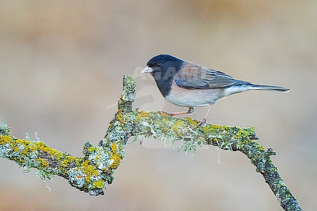 Adult male
Santa Barbara Co., CA
November 2022 stock-image by Agami/Brian E Small,