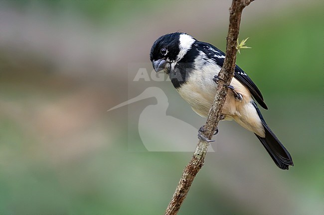 Male White-collared Seedeater (Sporophila morelleti) perched on a branch in a rainforest clearing in Guatemala. stock-image by Agami/Dubi Shapiro,
