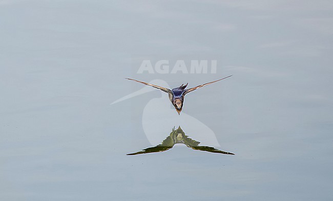 Barn Swallow (Hirundo rustica) drinking in flight stock-image by Agami/Roy de Haas,