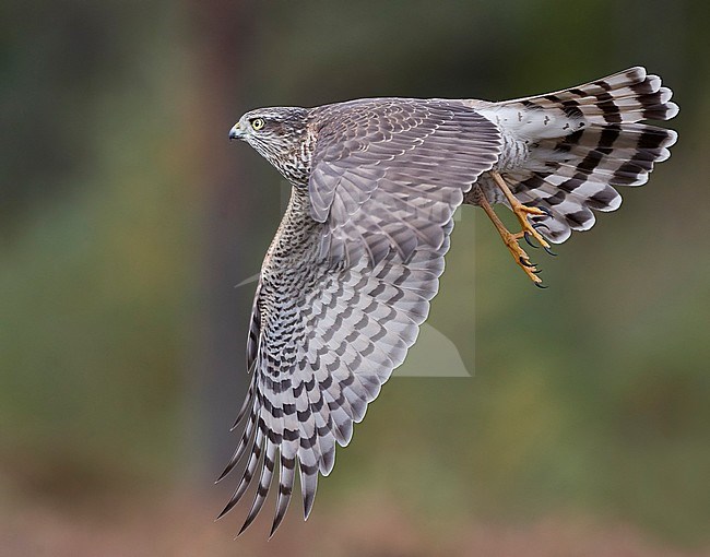 Sparrow Hawk juv. (Accipiter nisus) Norway October 2019 

Part of one branch removed stock-image by Agami/Markus Varesvuo,