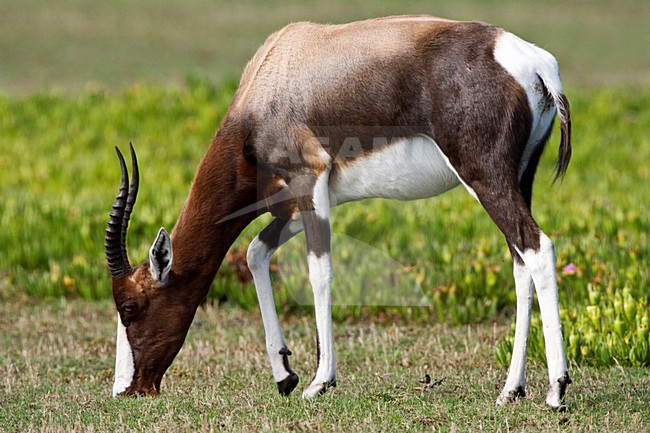Bontebok; Bontebok stock-image by Agami/Marc Guyt,