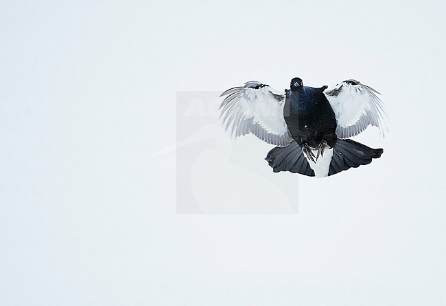Black Grouse (Lyrurus tetrix) in snow covered taiga forest near Suomussalmi in Finland during a cold winter. stock-image by Agami/Markus Varesvuo,