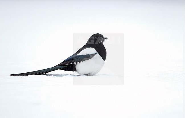 Eurasian Magpie (Pica pica pica), adult standing in snow in Nordsjælland, Denmark stock-image by Agami/Helge Sorensen,