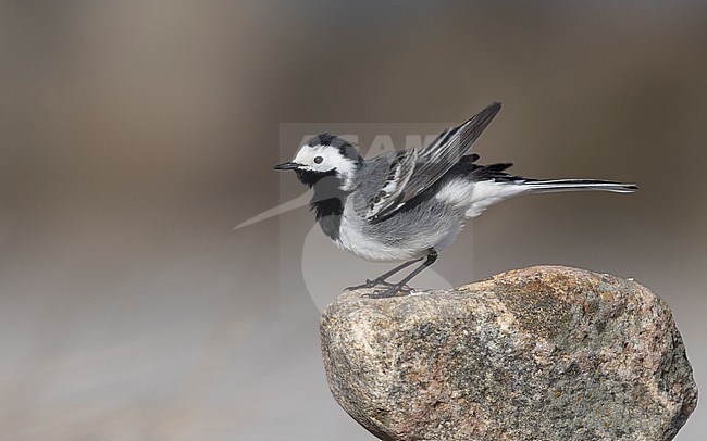White Wagtail (Motacilla alba alba) adult male standing on a rock at Vrøj, Denmark stock-image by Agami/Helge Sorensen,