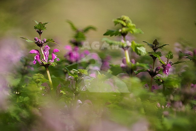 Spotted Deadnettle flowers stock-image by Agami/Wil Leurs,