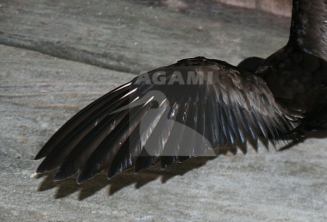 Chinees Stormvogeltje 's nachts aan boord van een expeditieschip; Swinhoe's Storm-Petrel (Oceanodroma monorhis) during the night on board of an expedition cruiseship in Indoensia. stock-image by Agami/James Eaton,