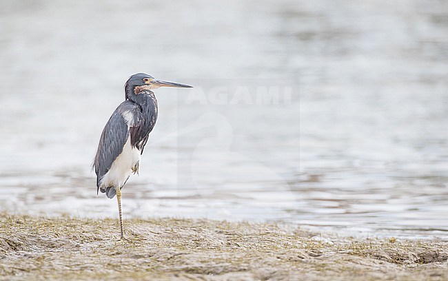 Tricolored Heron (Egretta tricolor) foraging stock-image by Agami/Ian Davies,