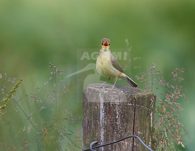 Orpheusspotvogel zingend vanaf een paal; Melodious Warbler singing from a pole stock-image by Agami/Ran Schols,