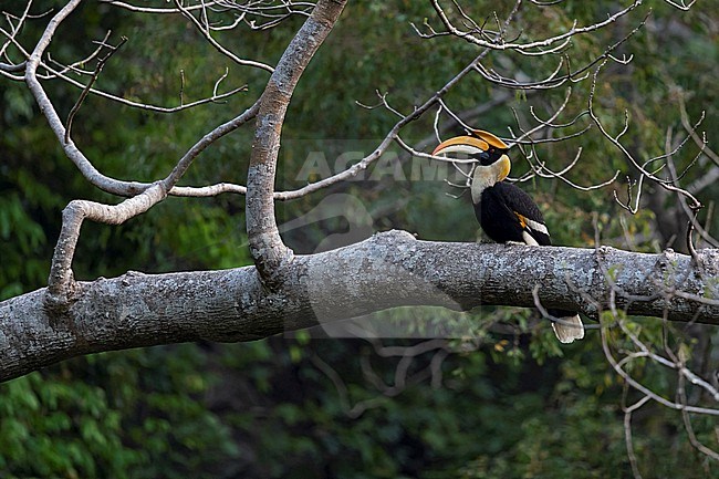 An adult male Great Hornbill (Buceros bicornis) in the rainforests of Yunnan, China. stock-image by Agami/Mathias Putze,