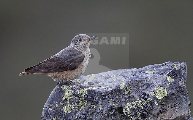 Adult female Common Rock Thrush (Monticola saxatilis) perched on a rock at the Cantabrian Mountains, Castillia y Leon, Spain stock-image by Agami/Helge Sorensen,