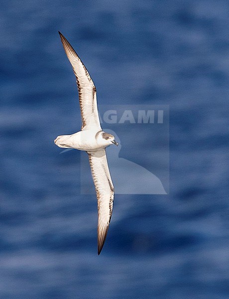 White-necked Petrel (Pterodroma cervicalis) flying over the pacific ocean north of New Zealand. stock-image by Agami/Marc Guyt,