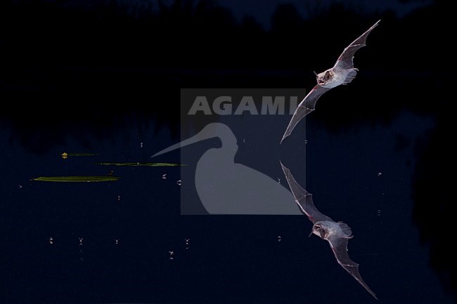 Vissende Meervleermuis, Pond bat fishing stock-image by Agami/Theo Douma,