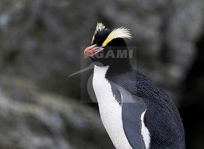 Erect-crested Penguin (Eudyptes sclateri) on the Antipodes Islands, New Zealand stock-image by Agami/Marc Guyt,