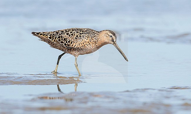 Adult Short-billed Dowitcher (Limnodromus griseus) at Little St. Simons Island, Sancho Panza Beach, Glynn, Georgia, United States. stock-image by Agami/Ian Davies,