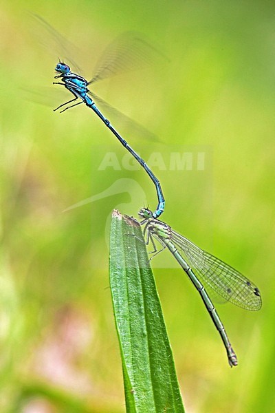 Variabele waterjuffers in tandempositie; Variable Blue Damselflies in tandem position stock-image by Agami/Rob Olivier,