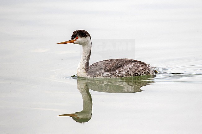Clark's Grebe (Aechmophorus clarkii) in Mexico. Swimming in a lake during late winter. stock-image by Agami/Pete Morris,