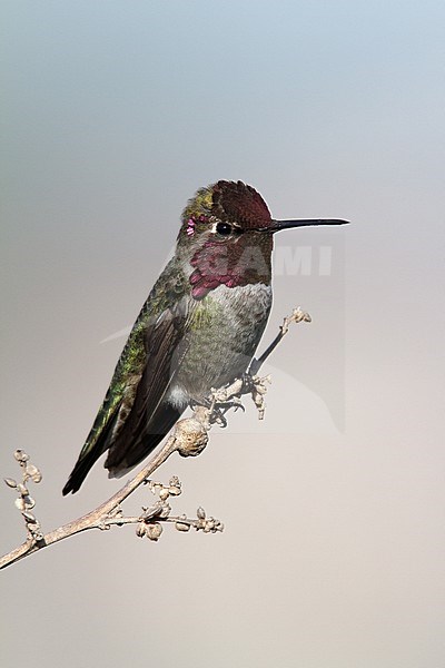 Adult male 
Orange Co., CA 
January 2010 stock-image by Agami/Brian E Small,