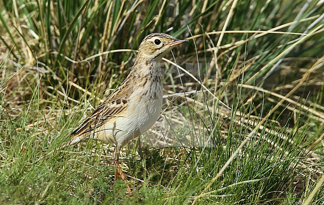 Blyth's Pipit (Anthus godlewskii) at Elsen Tasarkai in Mongolia during spring. stock-image by Agami/Aurélien Audevard,