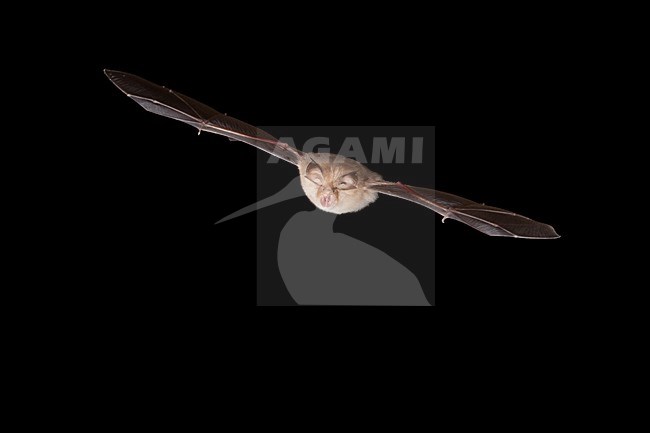 Kleine hoefijzerneus vliegend, Lesser horsehoebat flying stock-image by Agami/Theo Douma,