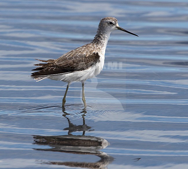 Wintering first-winter Marsh Sandpiper  (Tringa stagnatilis) in South Africa. Standing in coastal shallow waters. Seen from the side. stock-image by Agami/Karel Mauer,