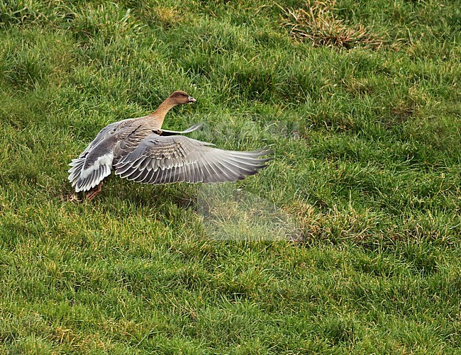 Pink-footed Goose (Anser brachyrhynchus) taking off from a green meadow in the Netherlands. stock-image by Agami/Fred Visscher,