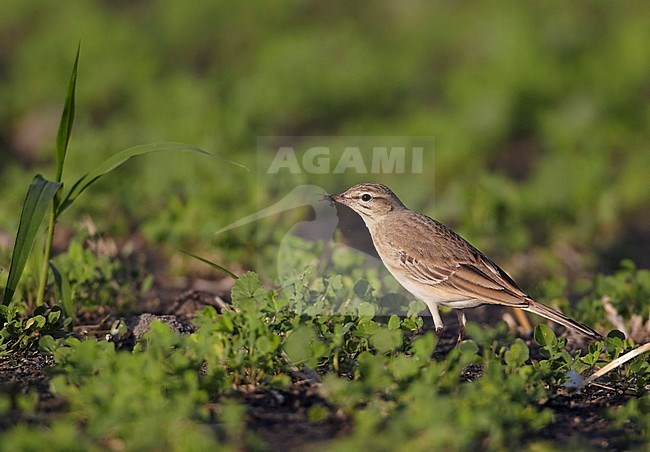 Duinpieper, Tawny Pipit, Anthus campestris stock-image by Agami/Tomi Muukkonen,