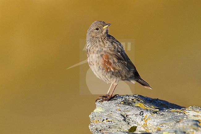Alpine Accentor - Alpenbraunelle - Prunella collaris ssp. collaris, Switzerland, juvenile stock-image by Agami/Ralph Martin,