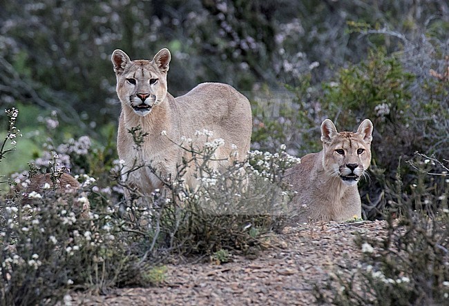 Two wild Cougars (Puma concolor concolor) in Torres del Paine national park in Chile. stock-image by Agami/Dani Lopez-Velasco,