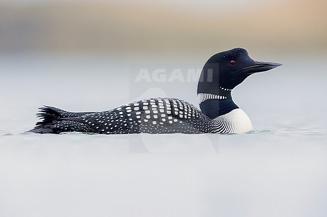 Great Northern Loon (Gavia immer), side view of an adult in the water, Northeastern Region, Iceland stock-image by Agami/Saverio Gatto,