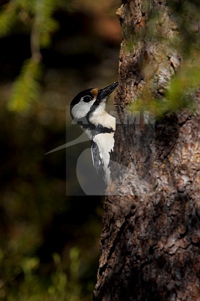 Vrouwtje Grote Bonte Specht tegen boomstam; Female Great Spotted Woodpecker on tree stock-image by Agami/Daniele Occhiato,