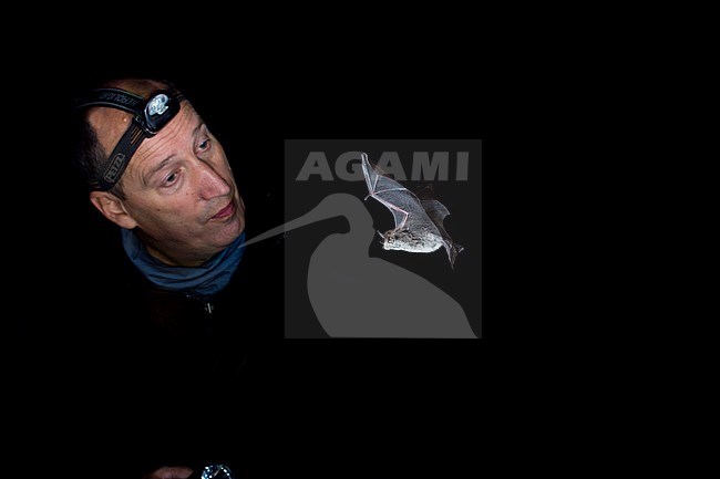 Meervleermuis, Pond bat, Myotis dasycneme stock-image by Agami/Theo Douma,