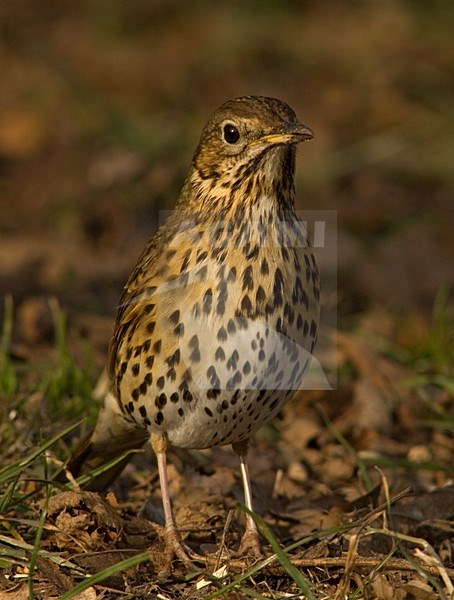 Song Thrush on ground; Zanglijster op grond stock-image by Agami/Wil Leurs,