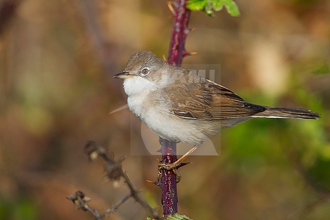 Common Whitethroat - Dorngrasmücke - Sylvia communis ssp. communis, Germany stock-image by Agami/Ralph Martin,