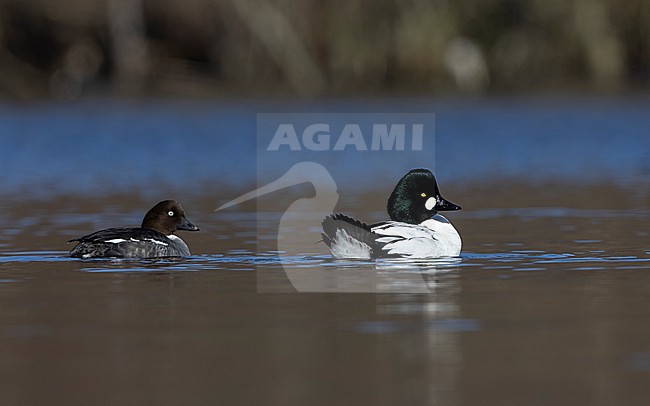 Common Goldeneye (Bucephala clangula) swimming pair with male showing tail on a lake in Gribskov, Denmark stock-image by Agami/Helge Sorensen,