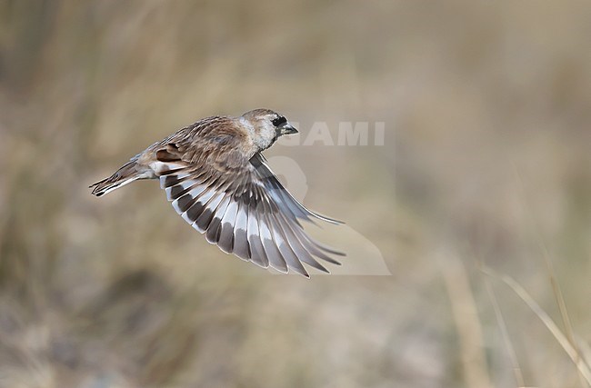 Small Snowfinch (Pyrgilauda davidiana potanini), side view of adult bird in flight stock-image by Agami/Kari Eischer,