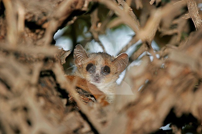 Gray mouse lemur (Microcebus murinus) in its natural habitat on Madagascar. stock-image by Agami/Pete Morris,
