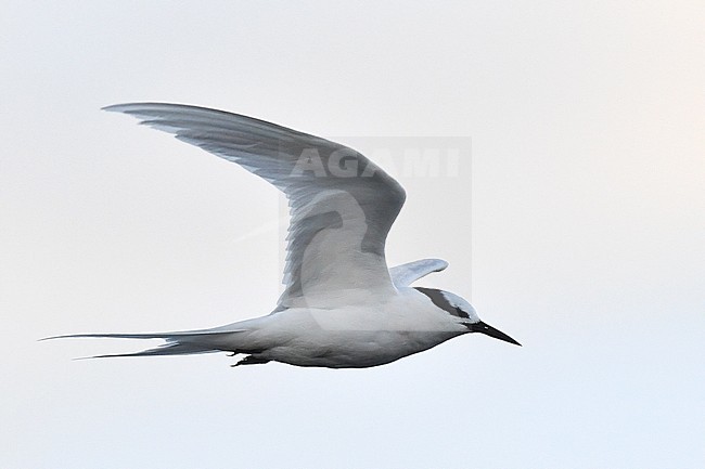 Adult Black-naped Tern, Sterna sumatrana, in West Papua, Indonesia. stock-image by Agami/Laurens Steijn,