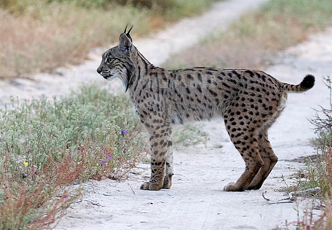 Adult Iberian lynx (Lynx pardinus) in Andujar in Spain. Standing still on a dirt road. stock-image by Agami/Dani Lopez-Velasco,