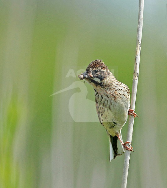 Female Common Reed Bunting with insects for her chicks stock-image by Agami/Renate Visscher,