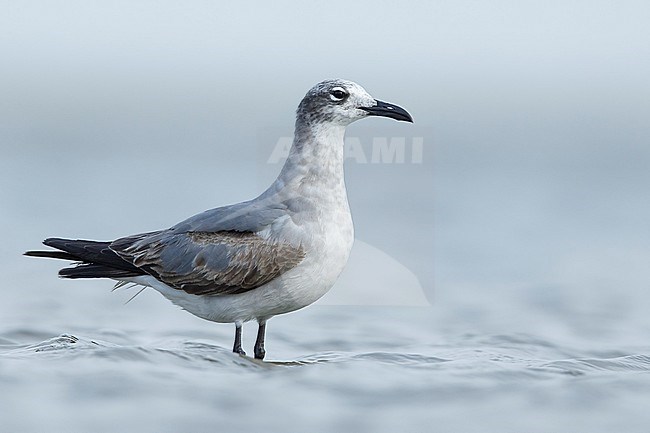 Second calendar year Laughing Gull (Larus atricilla) standing in shallow water during spring in Galveston Co., Texas.
 stock-image by Agami/Brian E Small,