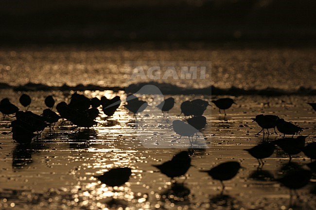 Drieteenstrandlopers bij zonsondergang; Sanderlings at sunset stock-image by Agami/Menno van Duijn,