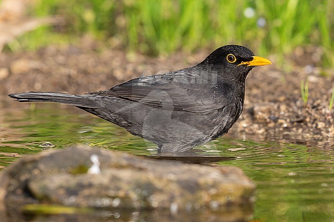 Common Blackbird (Turdus merula), side view of an adult male taking a bath, Campania, Italy stock-image by Agami/Saverio Gatto,